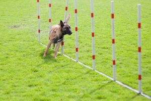 Perro haciendo circuito de zigzag