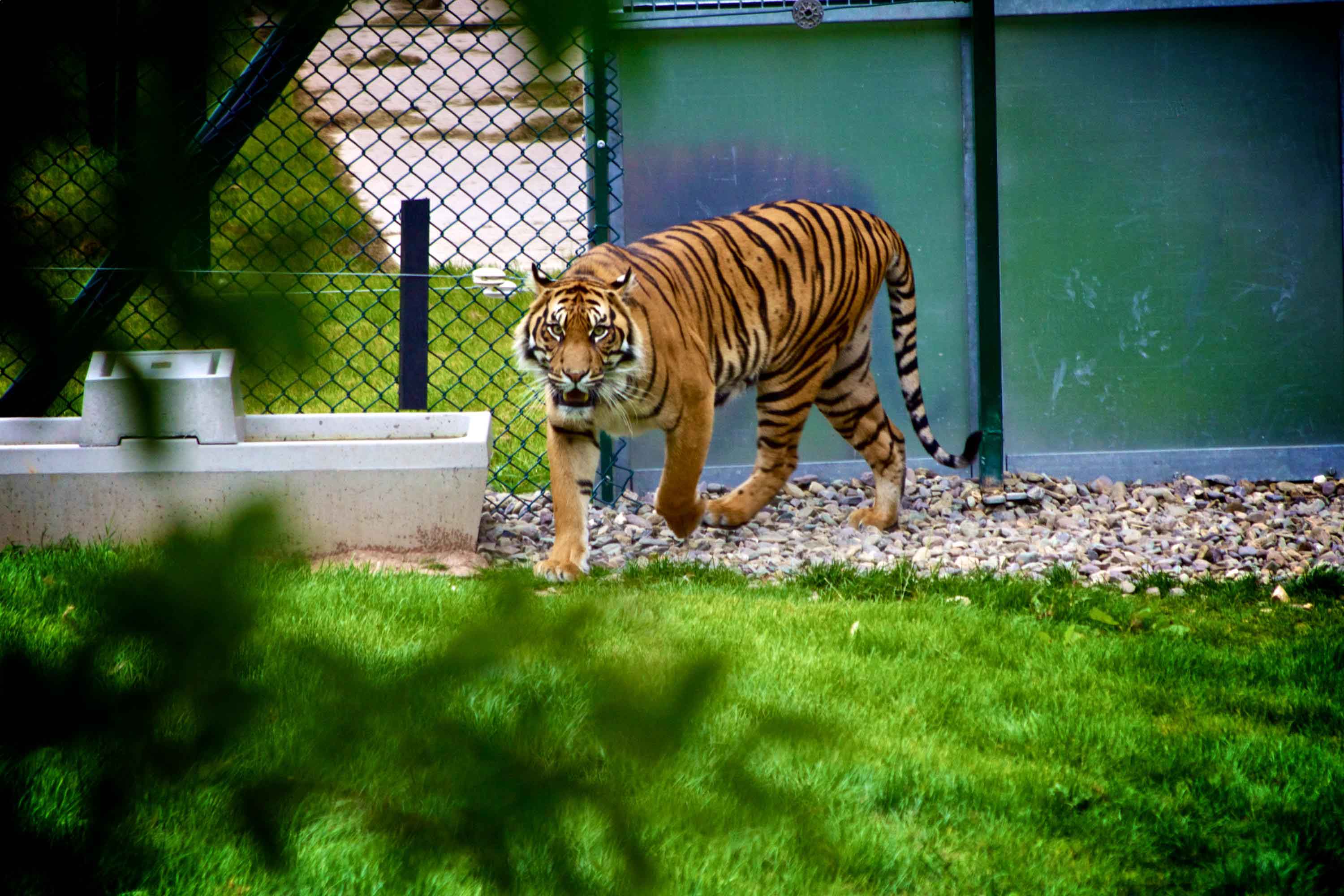 Tigre