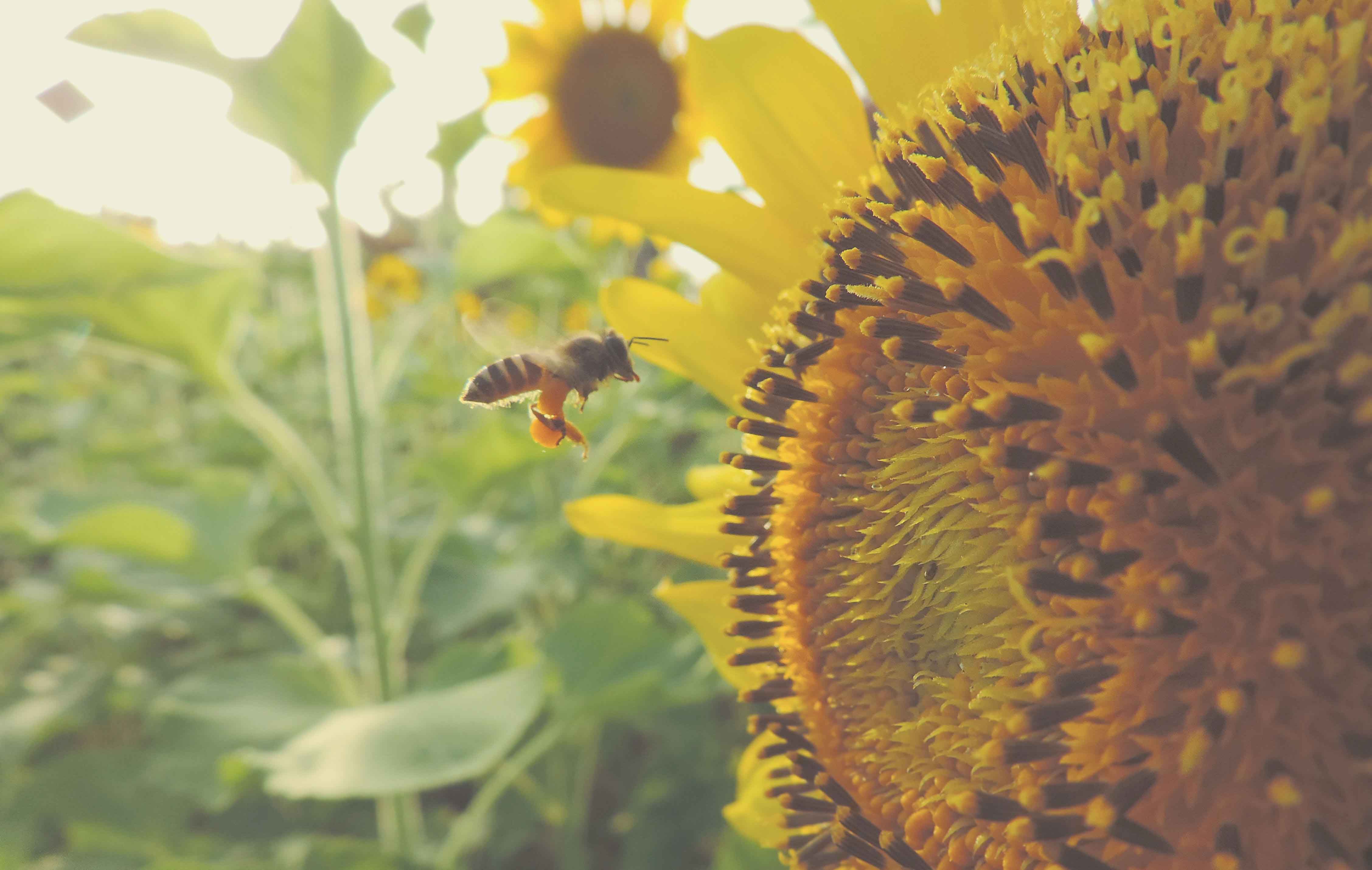 abeja aproximándose a un girasol