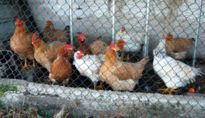 gallinas en corral