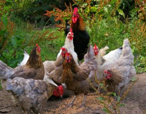 Gallinas y polluelos al aire libre
