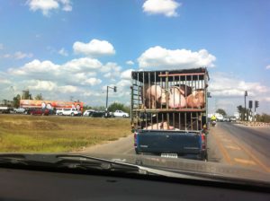 Camión con animales