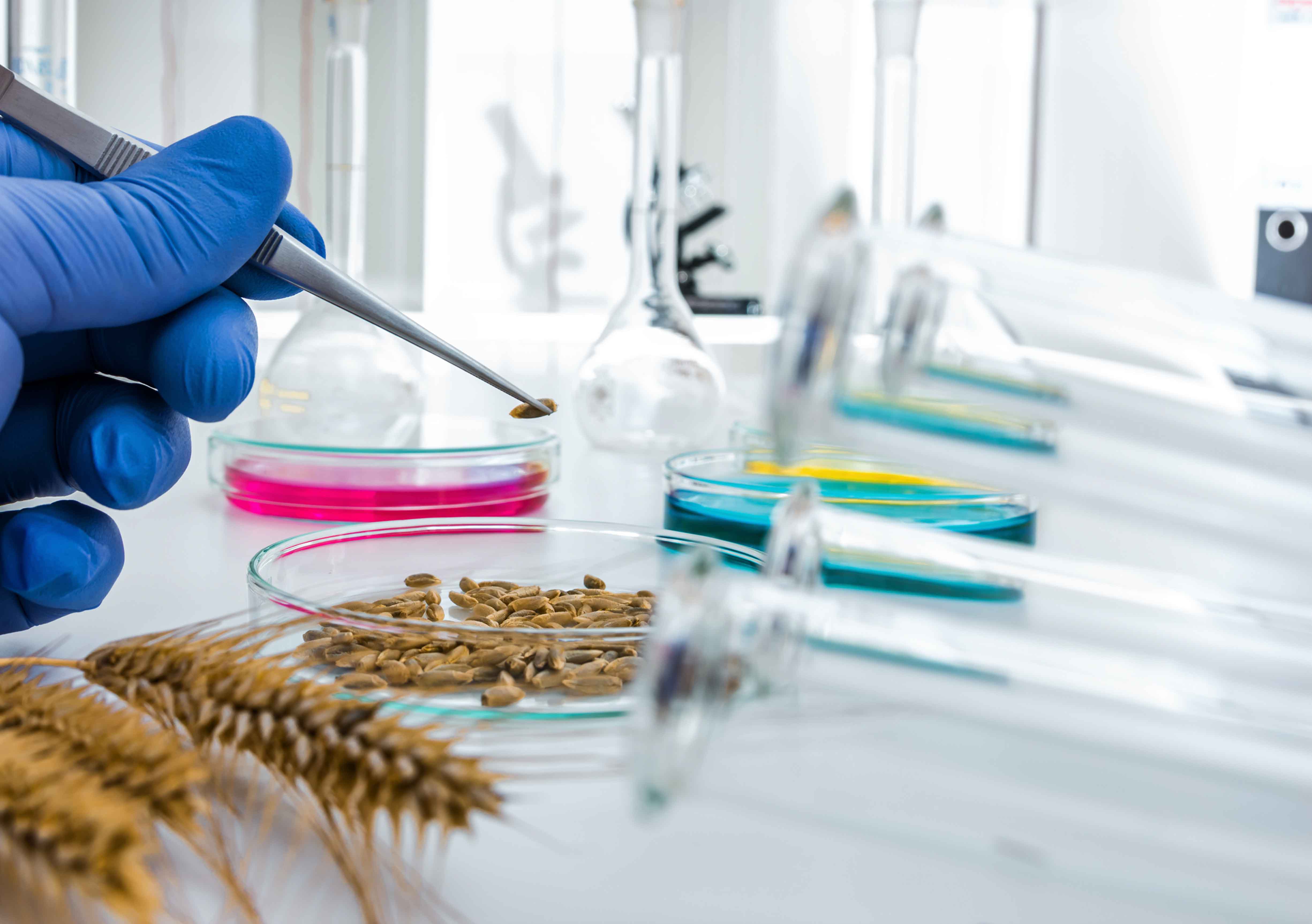 Laboratorio con muestras de trigo