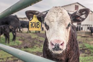 Vaca con marca de control de Sanidad