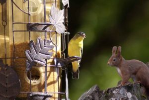 Pájaro silvestre y ardilla