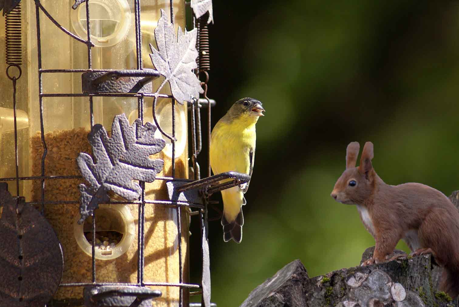 Pájaro silvestre y ardilla