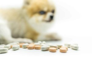 Perro de fondo con pastillas en primer plano