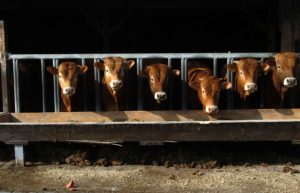 Vacas en instalacion ganadera