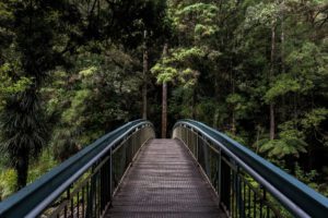 Bosque con puente de paso en medio