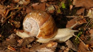 Caracol