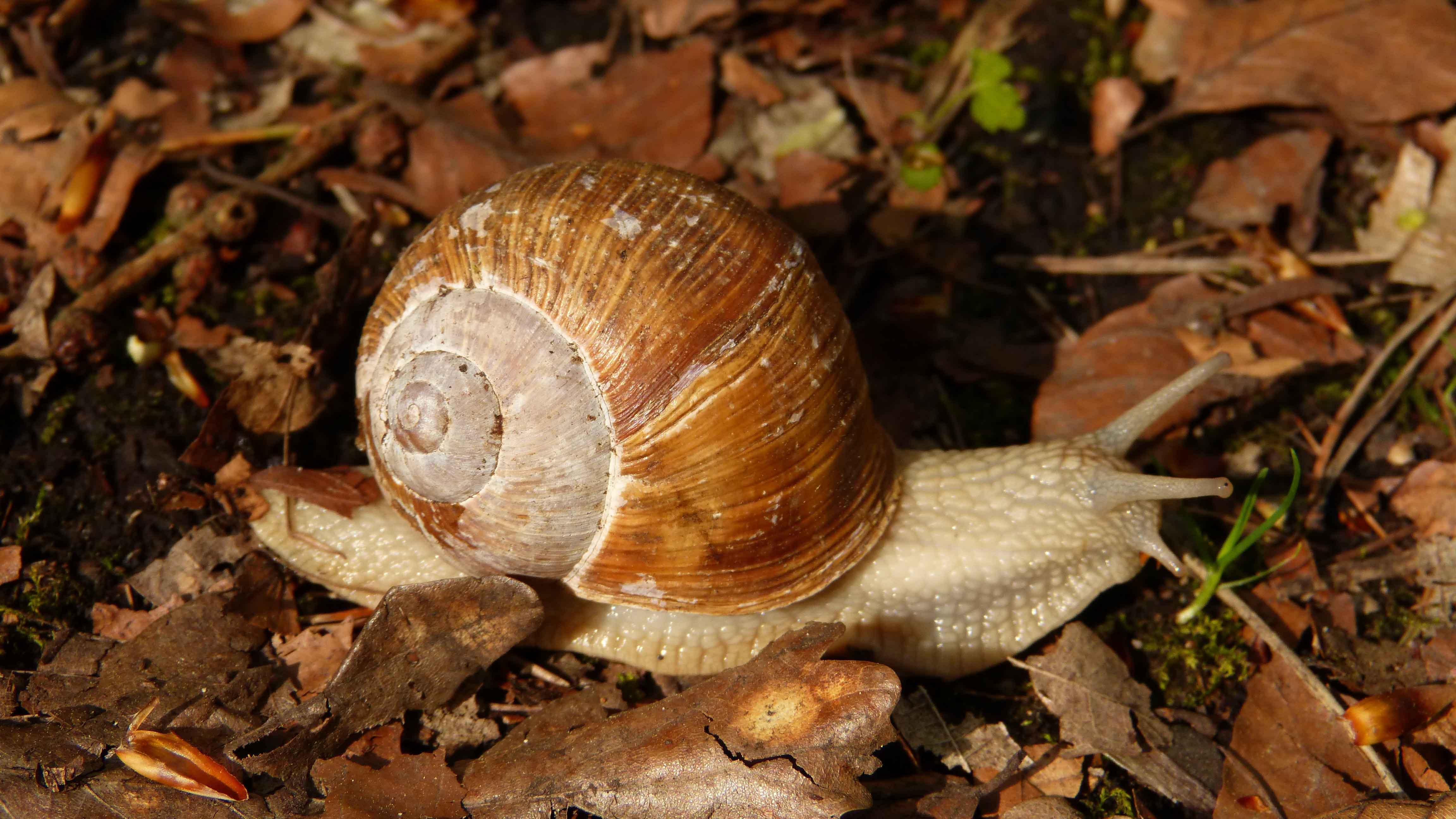 Caracol