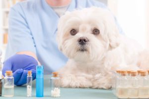 Perro con veterinaria de fondo junto a pastillas naturales