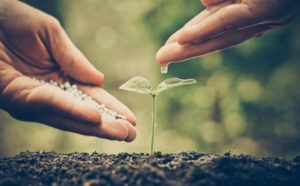 Mano humana junto a planta recién nacida