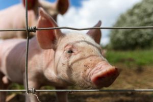 Cerdito asomándose mediante una valla de alambre