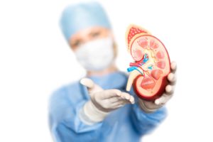 Doctora con figura de riñón en la mano