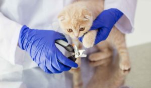 Veterinaria cortando uñas a gato