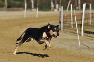 Perro corriendo