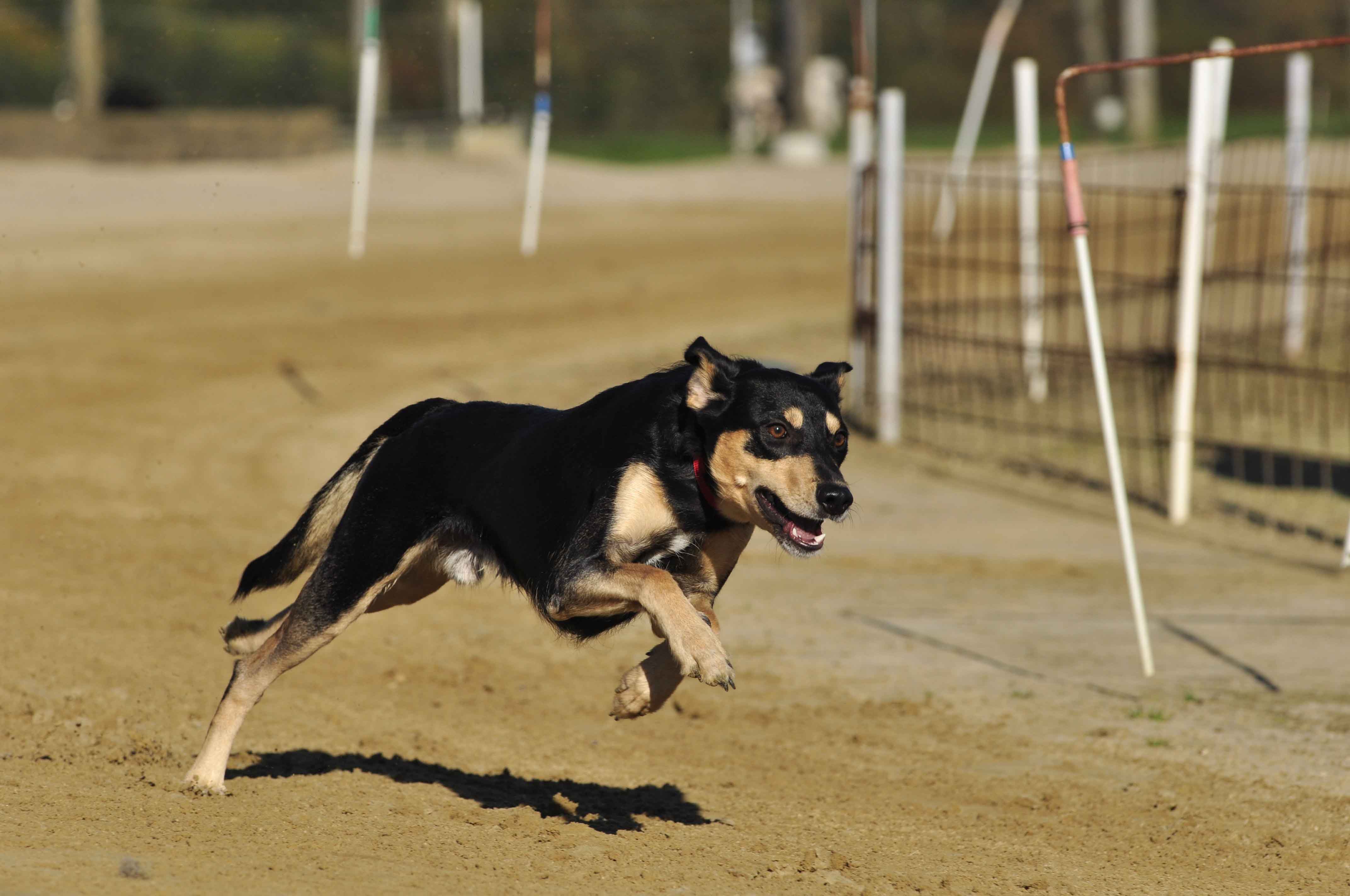Perro corriendo