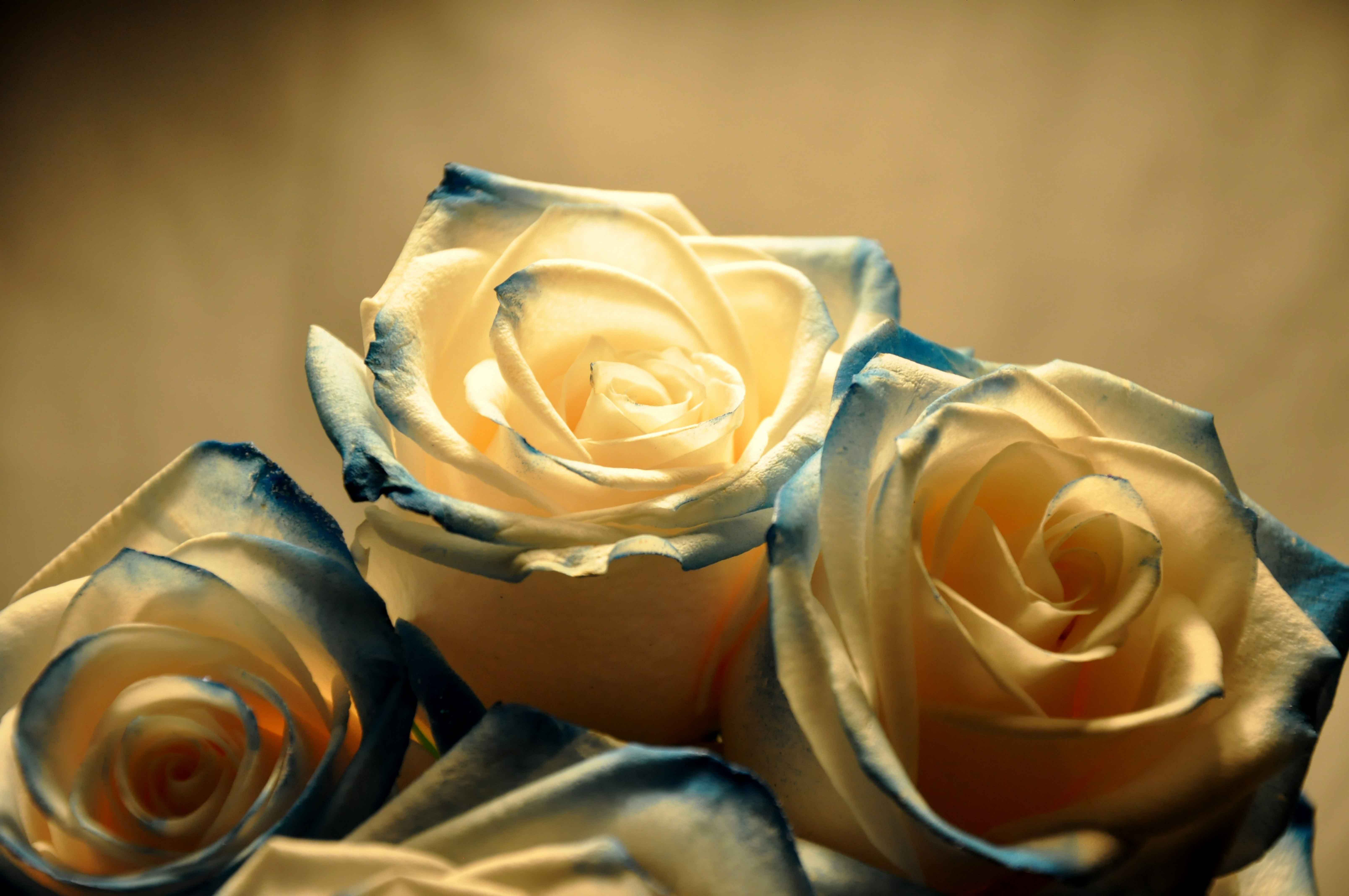 tres rosas blancas con bordes azules