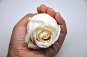 mano sujetando rosa blanca