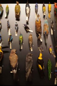 panel de aves disecadas
