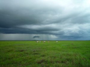 Paisaje de prado verde con cielo gris