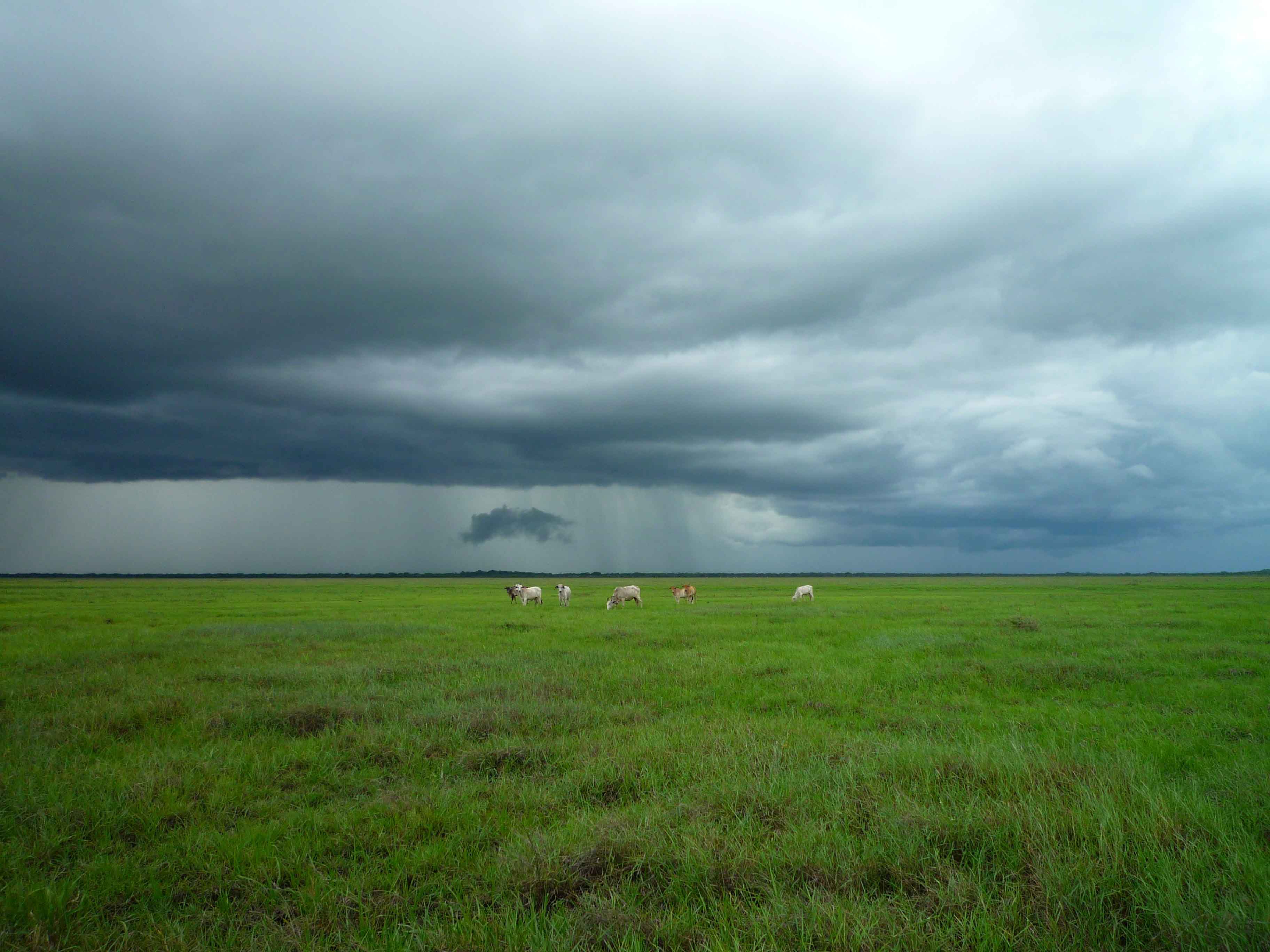 Paisaje de prado verde con cielo gris