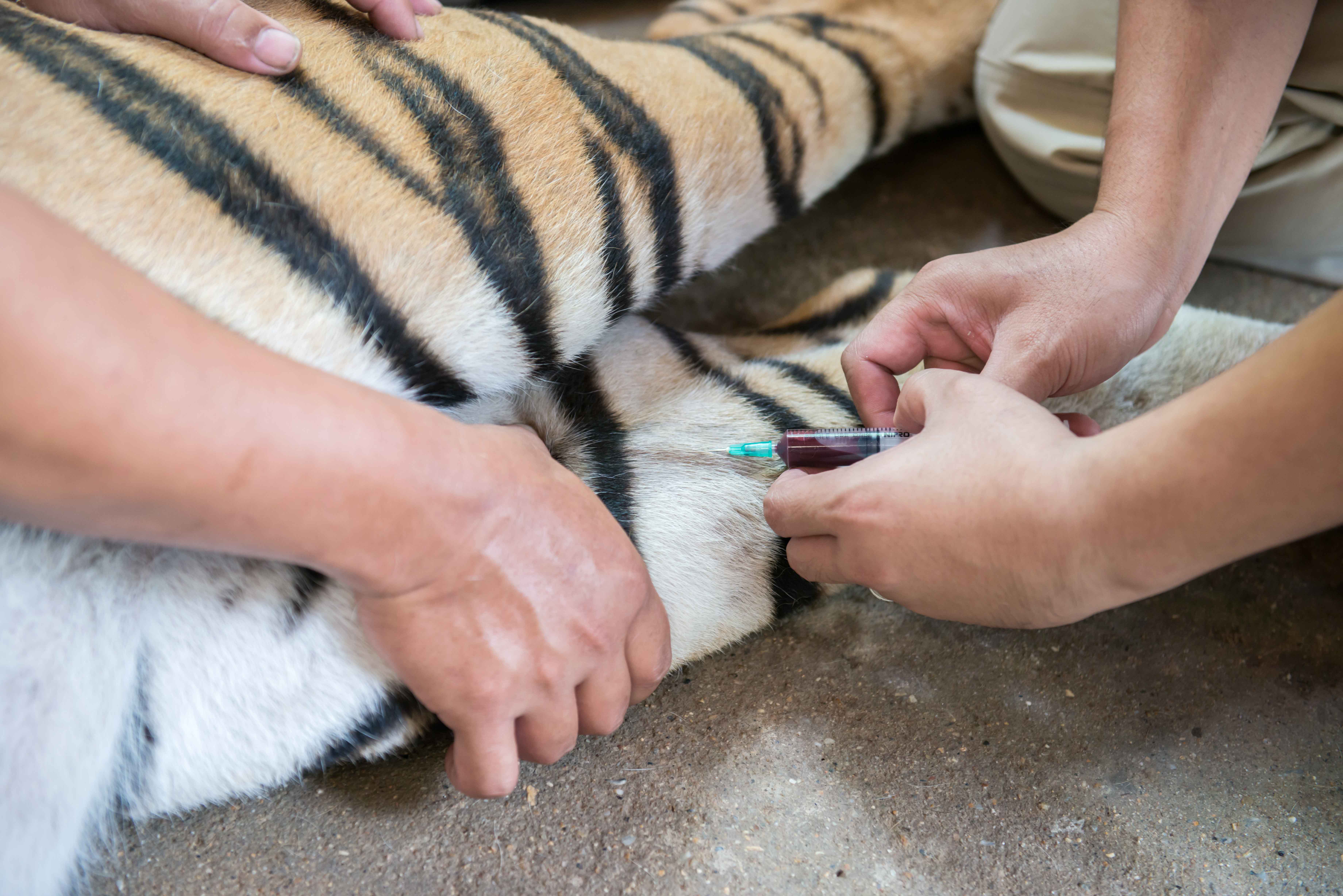 Veterinario poniendo inyección a tigre