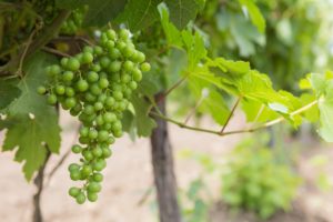 Parra con racimo de uvas
