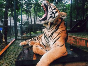 Tigre bostezando en entorno de zoológico